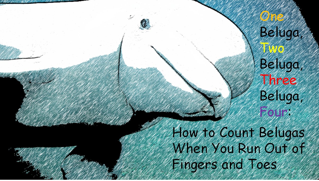 Image of title slide of graphic novel showing a beluga whale and titled One Beluga, Two Beluga, Three Beluga, Four 